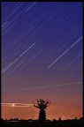 Albero e stelle Albero e stelle