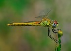 libellula libellula