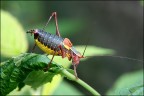 barbitistes sp. barbitistes sp.