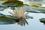 Nymphaea alba