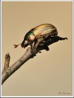 cetonia aurata cetonia aurata