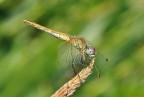 Sympetrum fonscolombii Sympetrum fonscolombii