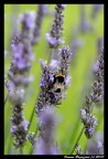 Prima prova macro Prima prova macro