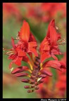 Fiore Rosso Fiore Rosso