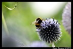 Bee Bee