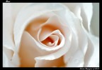 Rose Rose