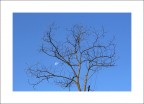 l'albero morto si sente piu' a proprio agio sulla luna...