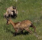 Camoscio #6 - Un p� di privacy, pls!