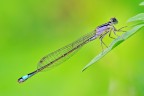 Ischnura Elegans Ischnura Elegans