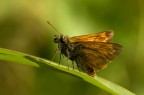 farfallina farfallina