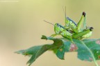 Coppia Chorthippus Scalaris Coppia Chorthippus Scalaris