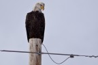 Eagle Eagle