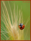 cuccinella cuccinella