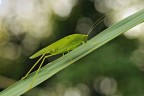 Phaneroptera sp.