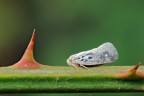 Metcalfa Pruinosa