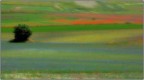 castelluccio 15.07 n. 1 castelluccio 15.07 n. 1