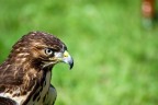 Falco Falco