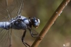 Abbronzatura fluviale Abbronzatura fluviale
