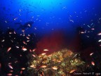 Paramunicea Clavata Paramunicea Clavata