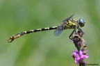 Onicogomphus forcipatus Onicogomphus forcipatus