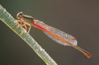 Damigella rossa