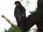 aiuto identificazione rapace aiuto identificazione rapace