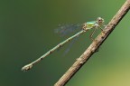 Lestes Viridis Lestes Viridis
