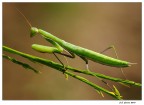 Mantis religiosa