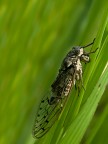 cicala
