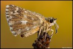 Hesperiidae 2010 Hesperiidae 2010