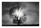 Luce Luce