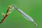 Platycnemis Pennipes Platycnemis Pennipes