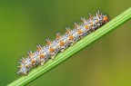Melitaea Didyma