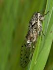 cicala2