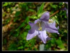 Fiore Fiore