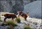 Spuntino in alta quota