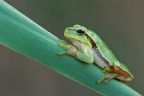 Hyla Hyla