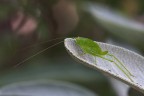Ninfa di Tettigonia viridissima