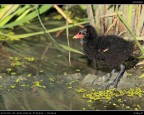 Pulcino di Gallinella d'Acqua # 1