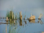 riflesso riflesso