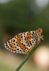 Melitaea