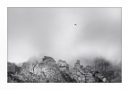 Alpine chough Alpine chough