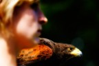 la falconiera la falconiera