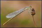 Platycnemis pennipes (femmina) Platycnemis pennipes (femmina)