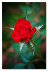 rosa... rosa...