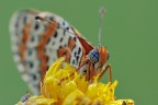 Melitaea Didyma