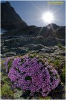 Silene acaulis ssp excapa Silene acaulis ssp excapa