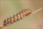 Sarò... Melitaea! Sarò... Melitaea!