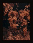 UVA - IR | Ai limiti del visibile UVA - IR | Ai limiti del visibile