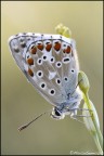 Farfalla Farfalla